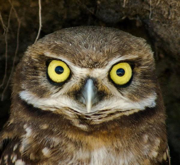 Photograph Luis Mauro Rosa Hello I Am Looking At You on One Eyeland